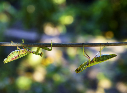 绿色大螳螂沿树枝爬行, 特写