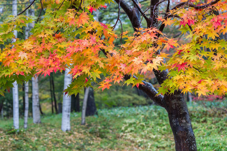 秋季枫叶树, 日本日航