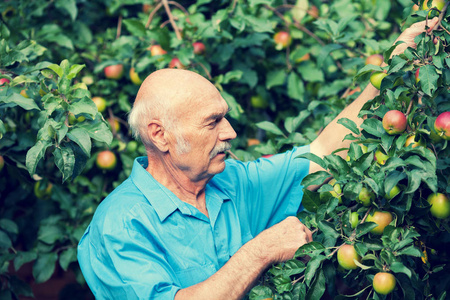 老人在果园收割苹果