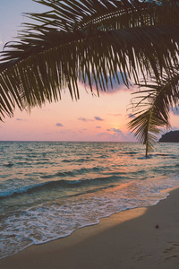 美丽的天堂海岛与海滩和海在椰子棕榈树附近在日落时间假日假期概念