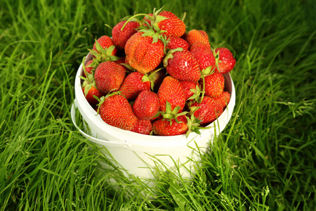 在草地上篮子里的草莓