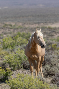 一匹美丽的野马在沙盆科罗拉多