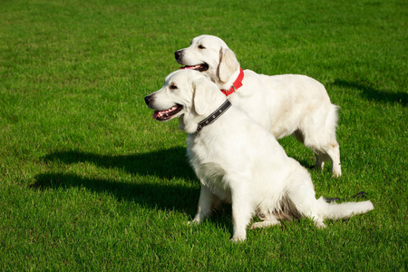 绿草上的两只金色猎犬狗