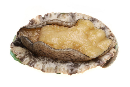 鲍鱼在白色背景上的原料鲍鱼原料鲍鱼原料鲍鱼在农场种植鲍鱼蘑菇的