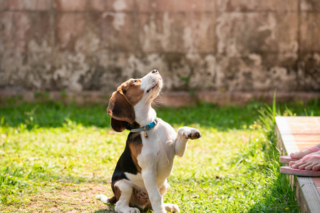 小猎犬的肖像说你好