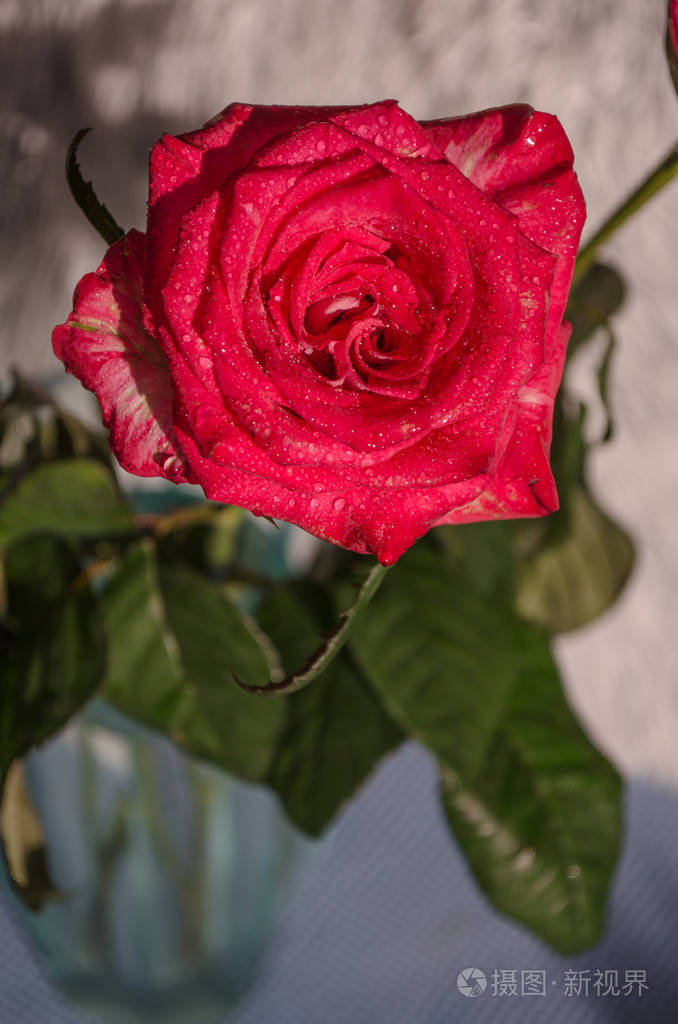 美丽的红玫瑰与滴露水, 在光的背景.文本位置