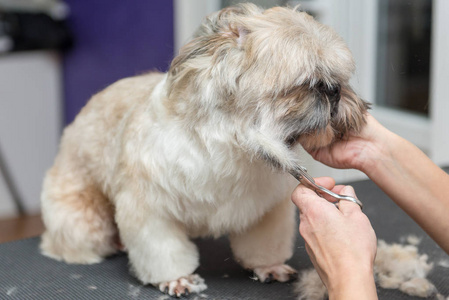 从专业沙龙中梳理西施犬