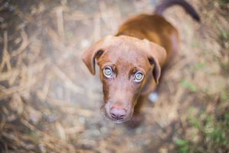 一个可爱的巧克力拉布拉多猎犬看着相机的顶部视图