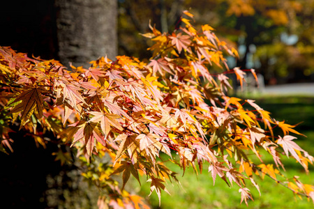 日本有秋天落叶的树叶。轻井泽是日本长野的一个山地度假城市和购物街。