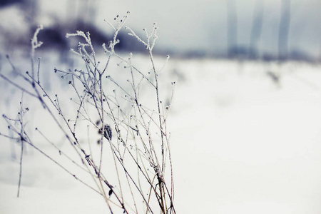 冰冻树枝雪特写镜头视图