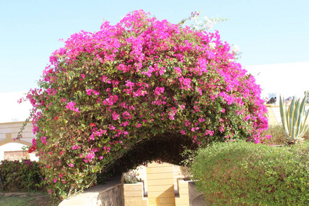 美丽的花朵, 在沙姆沙伊赫的花园