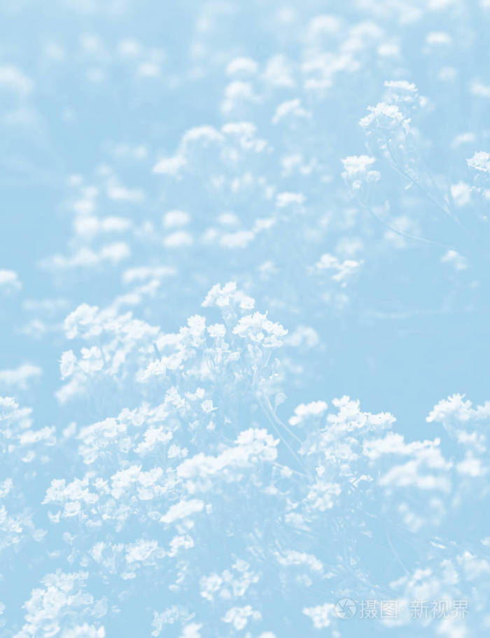 浅蓝色色调的自然背景.春季 aurinia 鲈花的软焦图像