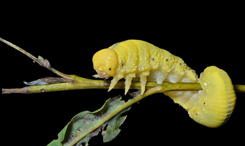 叶蜂幼虫图片