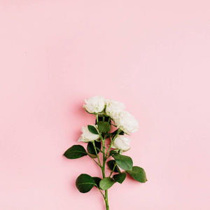 白色玫瑰花枝在柔和的粉红色背景。平躺, 顶部视图。极小的春天花构成