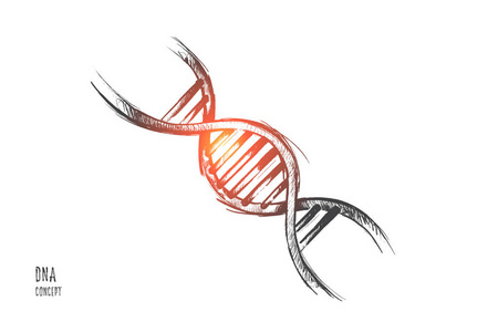 Dna 概念。手绘隔离矢量