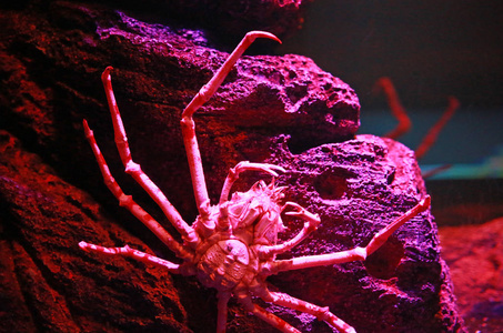 日本只巨型蜘蛛蟹图片