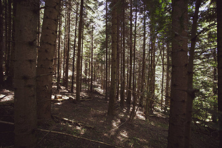 夏季 Bieszczady 地区的和平森林, 波兰, 欧洲