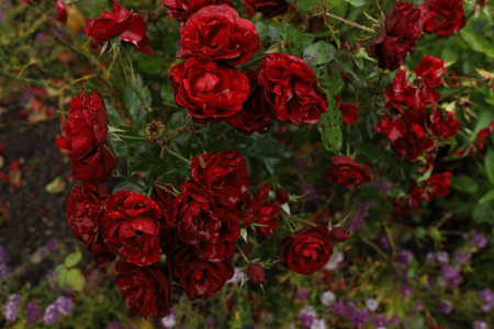 在雨下的花园里, 关闭了美丽的血红色玫瑰.水从花瓣中流出.