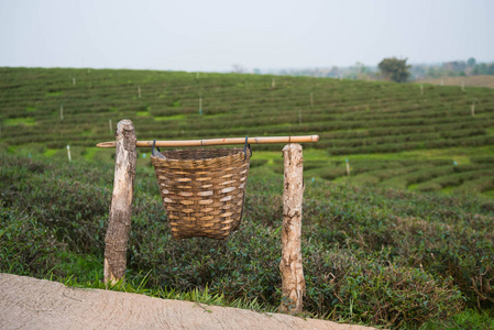 茶叶养殖场关闭木桶