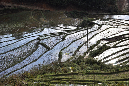 在沙巴，越南水稻梯田