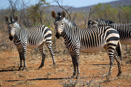 斑马, 野生动物在 Etosha 国家公园, 纳米比亚非洲皇后