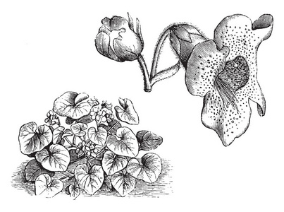 Martynia Proboscidea 是 Martyniaceae 家族的一种开花植物。在图片中, 花序花的分离部分的习惯显