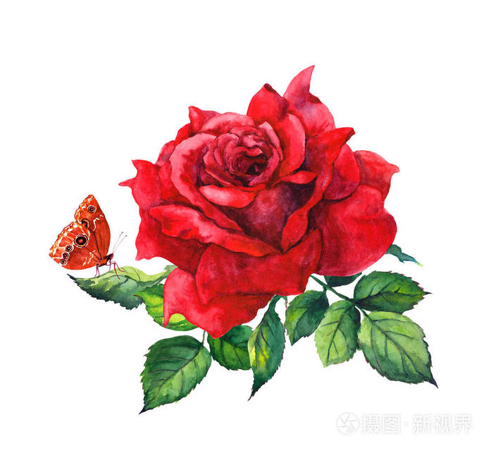 红玫瑰花和蝴蝶。植物园水彩插图