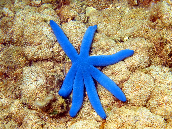 海星