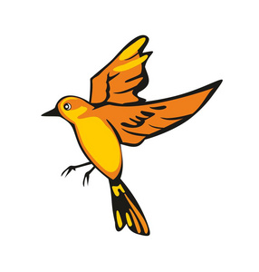 鸟在天空飞翔哥斯达黎加的鸟常见的黑鹂鸟的雄性黄头黑鹂在加拿大温哥