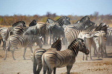 斑马, 野生动物在 Etosha 国家公园, 纳米比亚非洲