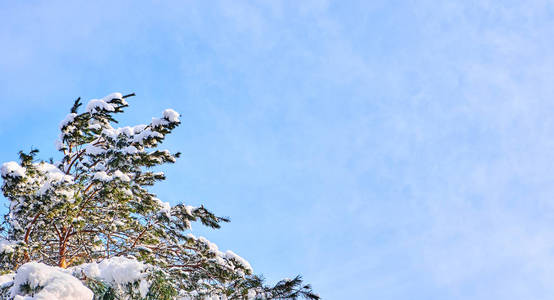 松树覆盖着积雪。冬天背景以文本的地方