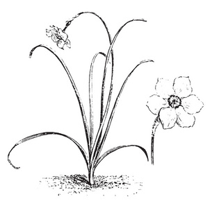 一幅显示水仙狂想复古线条画或雕刻插图的扭曲花朵的图片