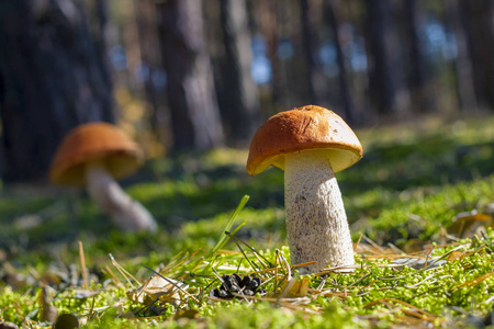 两个大蘑菇在太阳光线下生长。疣生长在阳光明媚的木头上。美丽可食秋生博利特