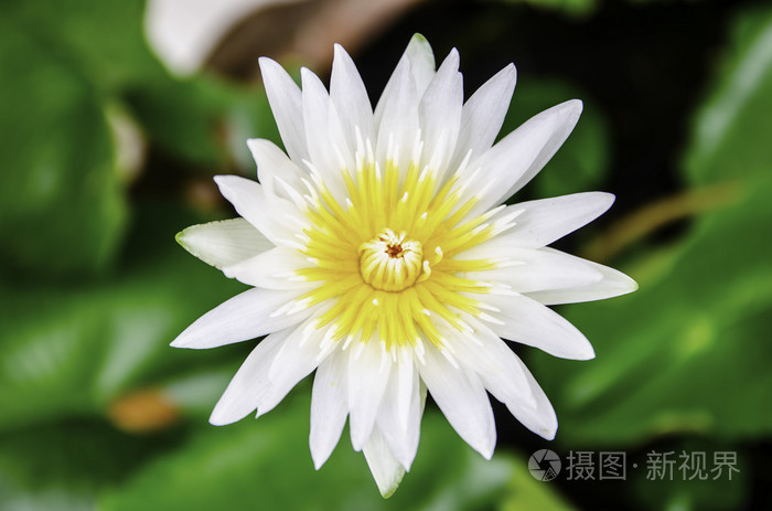 白荷花