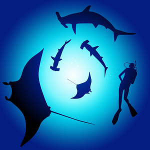 鲨鱼和潜水员与鲨鱼游泳