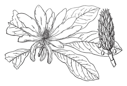 在这个框架, 伞有玉兰树, 它叫玉兰 Tripit。玉兰 Triptila 有一个树芽和花, 是完整的, 复古线条画或雕刻插图