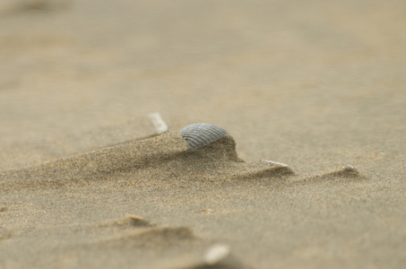 在沙壳图片
