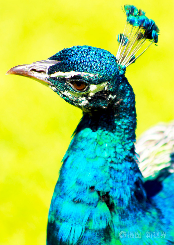 一只孔雀的肖像