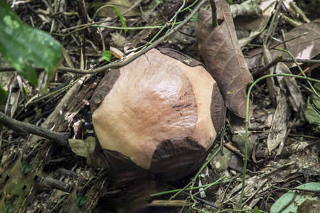 Rafflesia, 异国情调的花朵