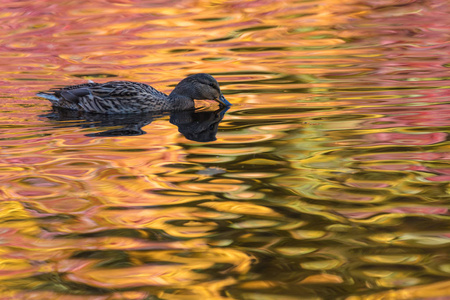 鸭或德雷克在城市湖或英镑游泳在水中颜色黄色, 红色和橙色
