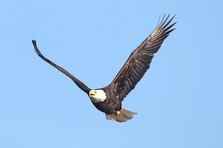 秃鹰白鳞