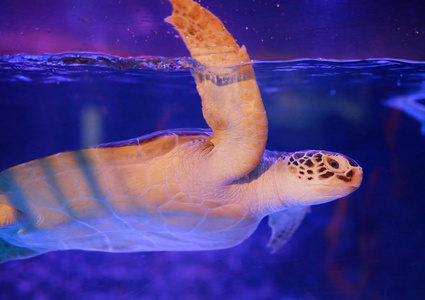 美丽的海龟在水族馆游泳图片