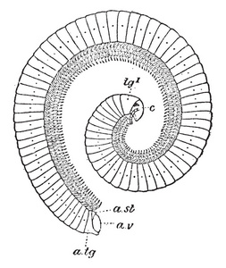 此图像表示 Spirostreptus Vittatus 千足虫复古线条画或雕刻插图的侧视图