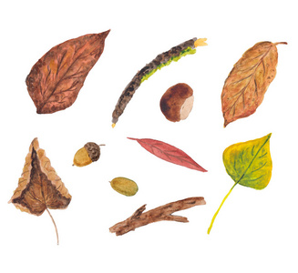 秋季礼品树叶橡子栗子白色背景的小树枝的水彩图画
