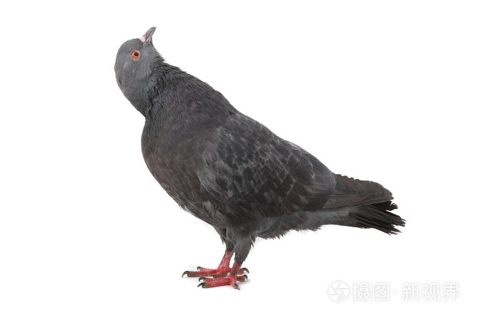 鸽子
