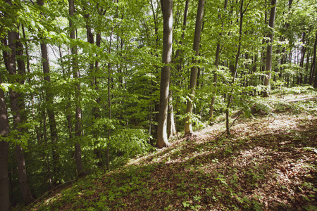 夏季 Bieszczady 地区的和平森林, 波兰, 欧洲