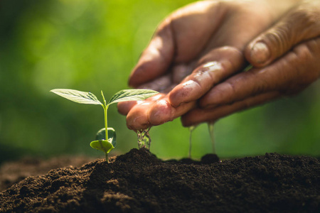 咖啡豆种植图片
