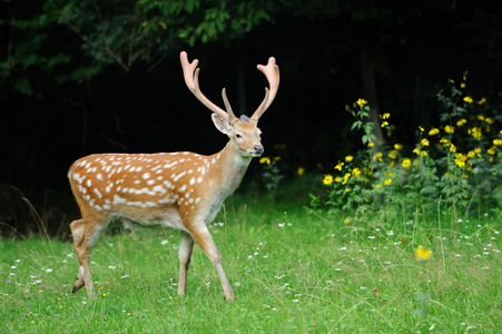 马鹿夏天图片