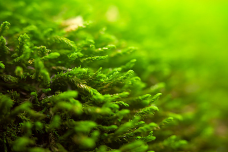 天然绿色背景照片