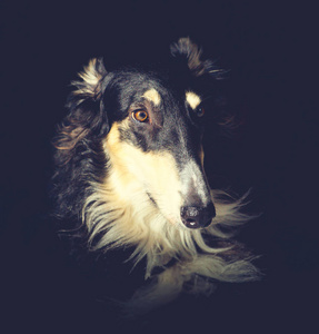 黑暗背景下的猎犬肖像